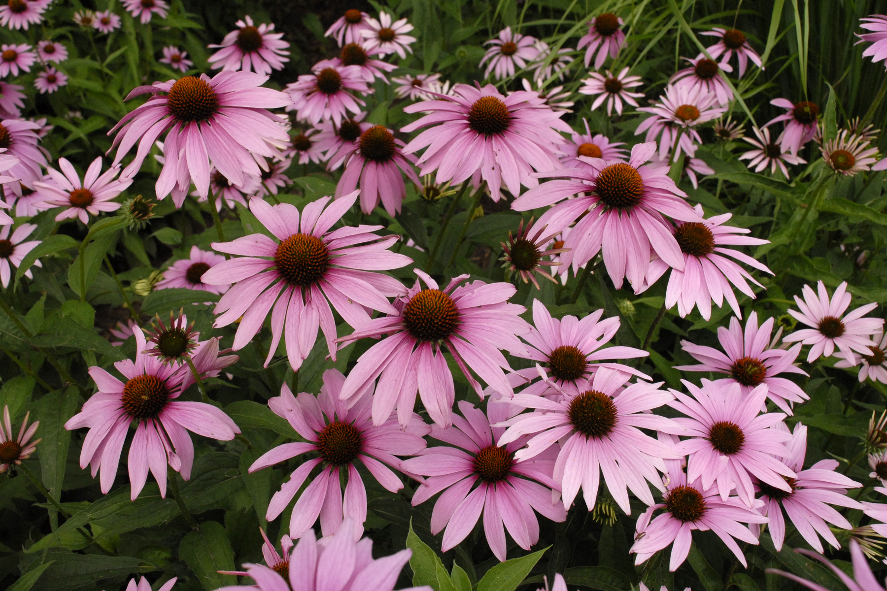 Echinacea Magnus