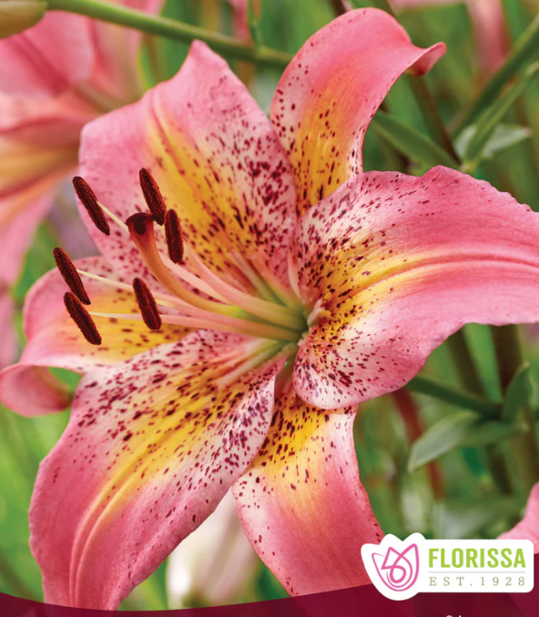 Lilium Asiatic Fancy Dance