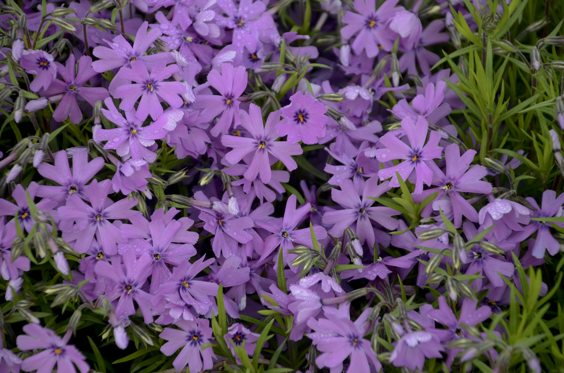 Phlox Purple Beauty