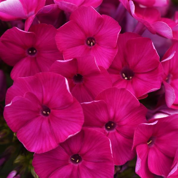 Phlox Super Ka Pow Fuchsia