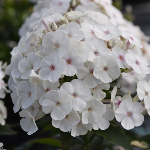 Phlox Super Ka Pow White