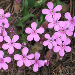 Saponaria