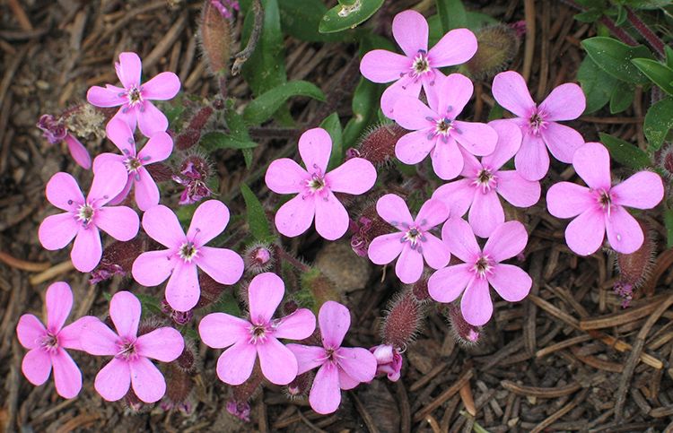 Saponaria