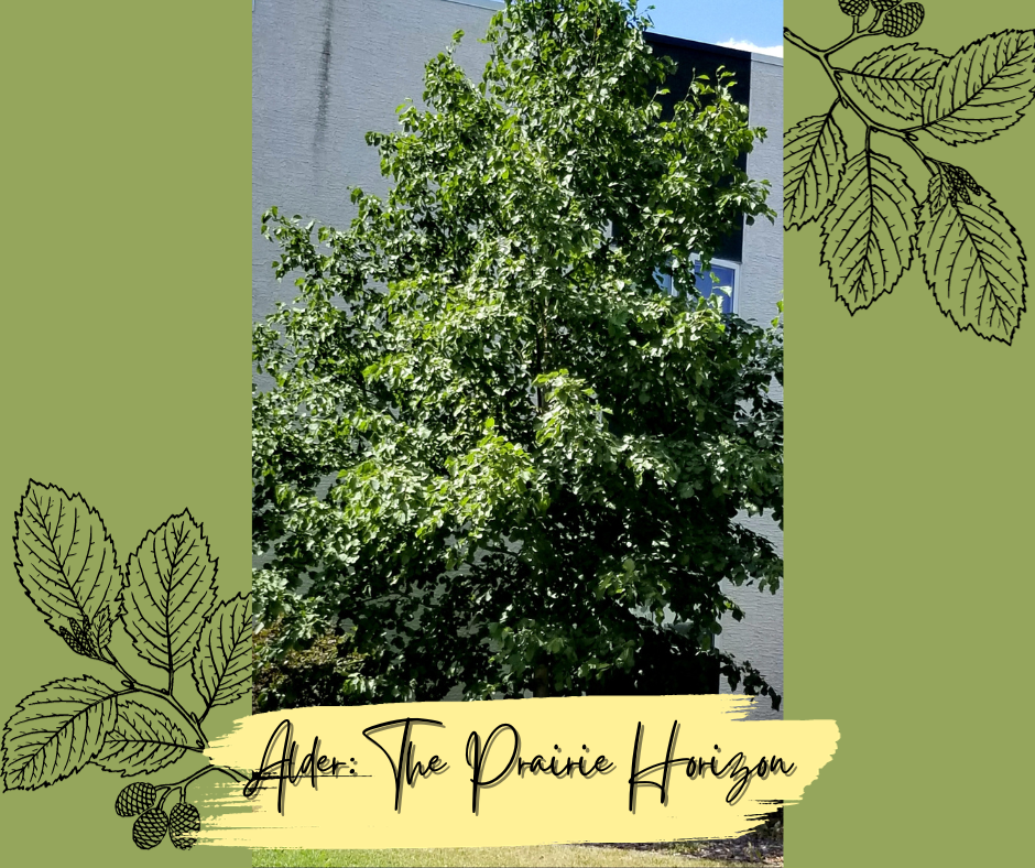 Alder The Prairie Horizon