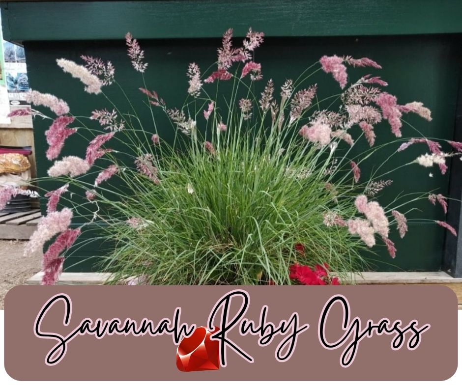 Savannah Ruby Grass Blog Photo