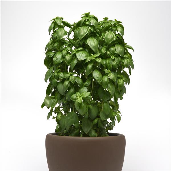 Basil Everleaf Emerald Tower 2