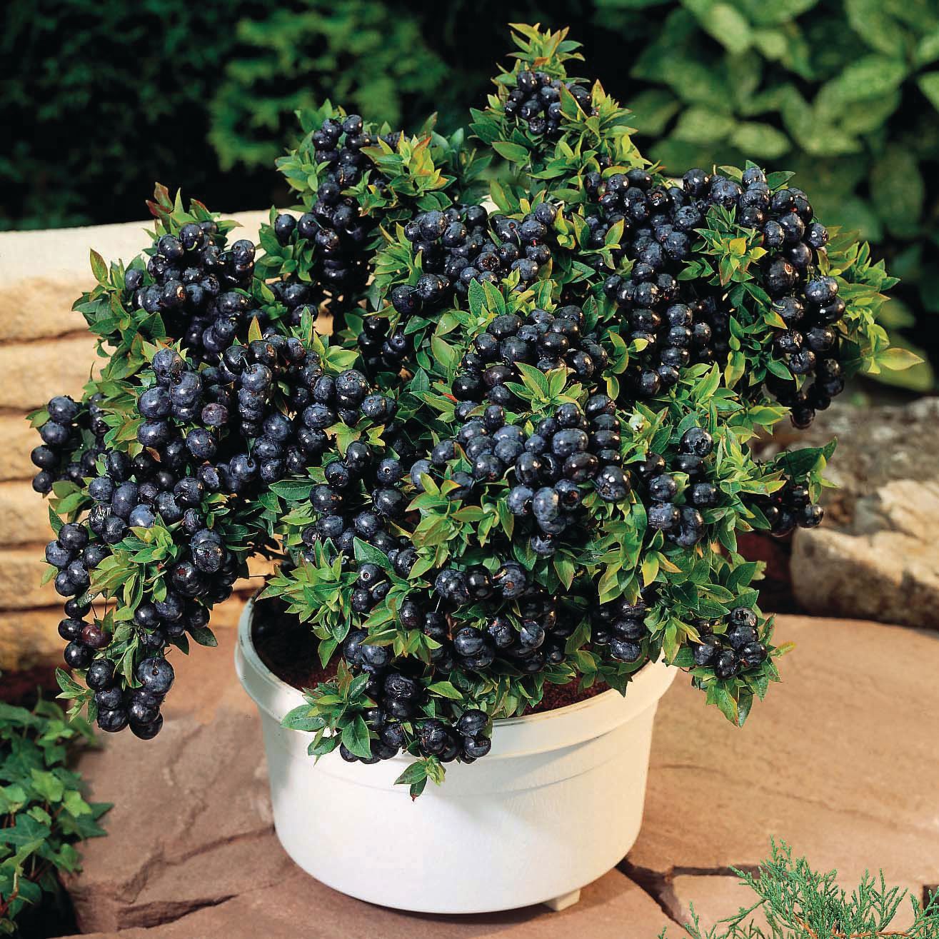 Blueberry Tophat