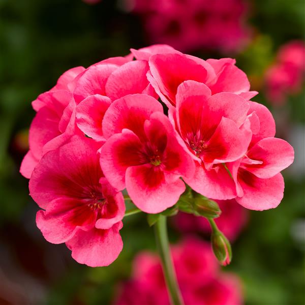 Calli Med Mega Rose Splash