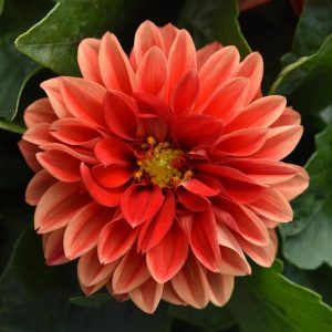 Dahlia Dahlietta Anna
