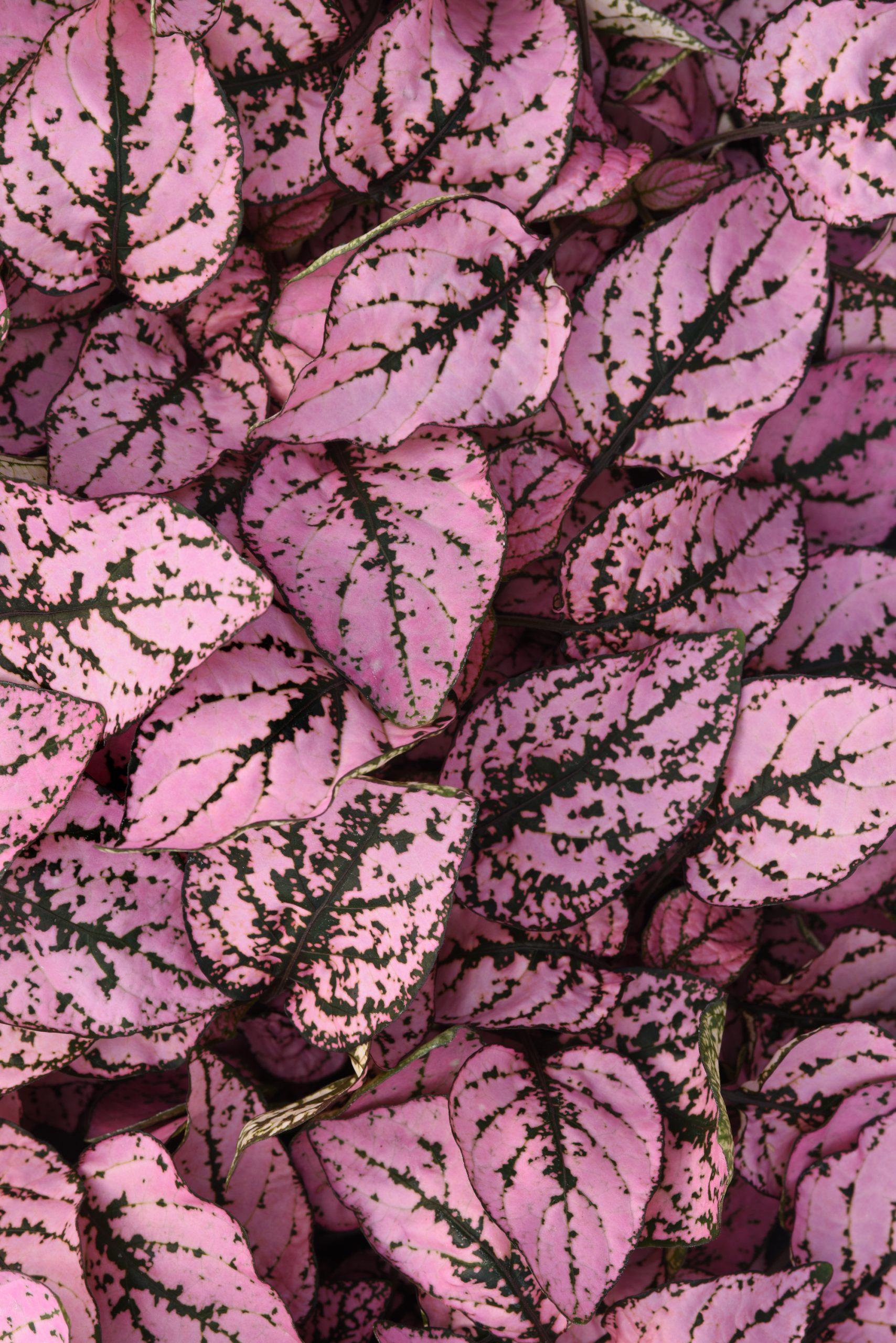 Hypoestes Splash Select Pink Foliage