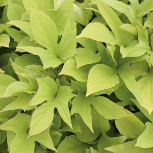 Sc Light Green