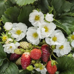 Strawberry Berried Treasure White 2