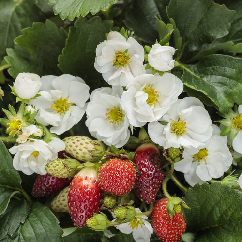 Strawberry Berried Treasure White 2