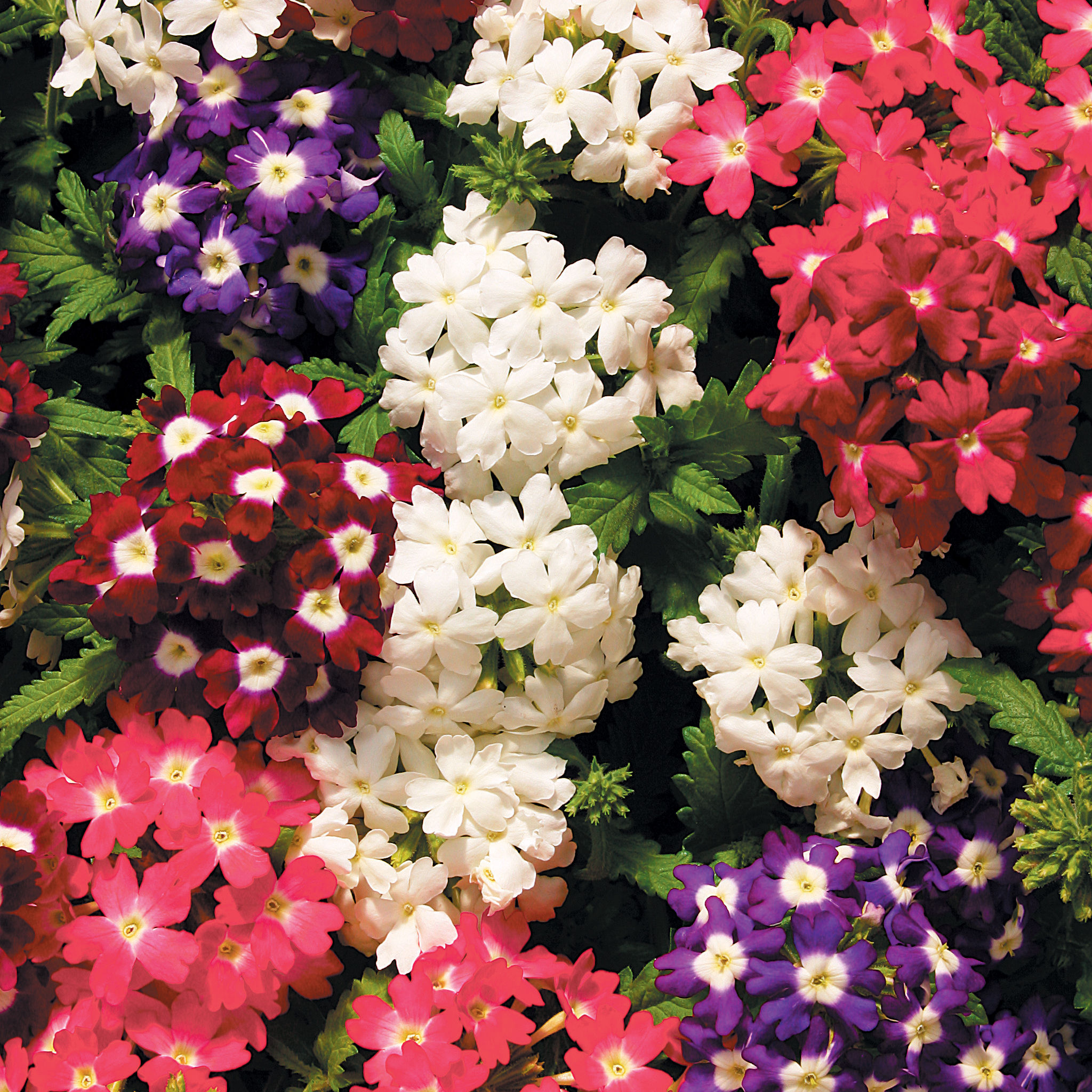 Verbena Obsession Eyedmix