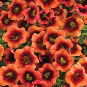 Superbells Tangerine Punch
