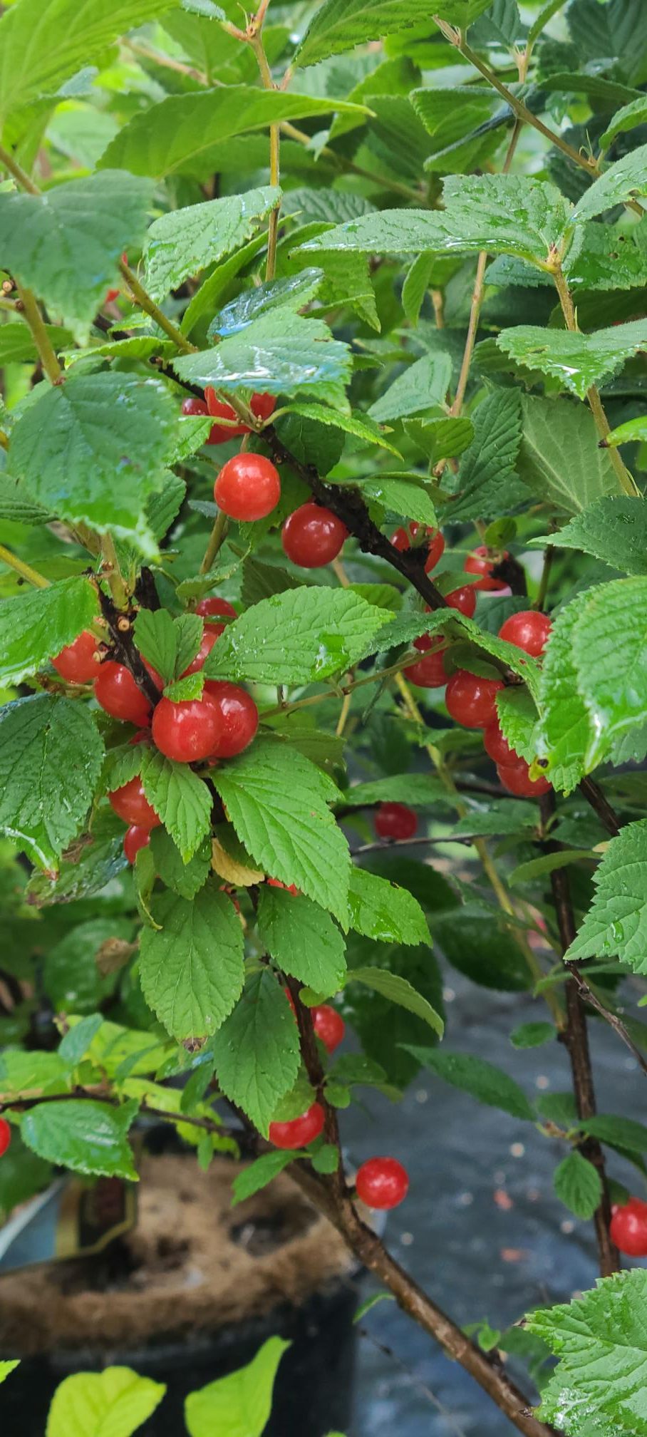 Nanking Cherry Fruit (in Pots)