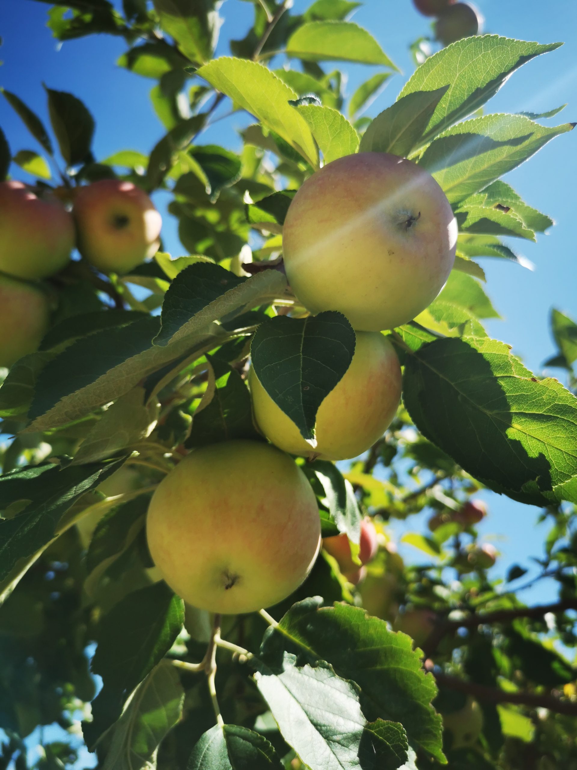 Odyssey Apple (fruit) (4)