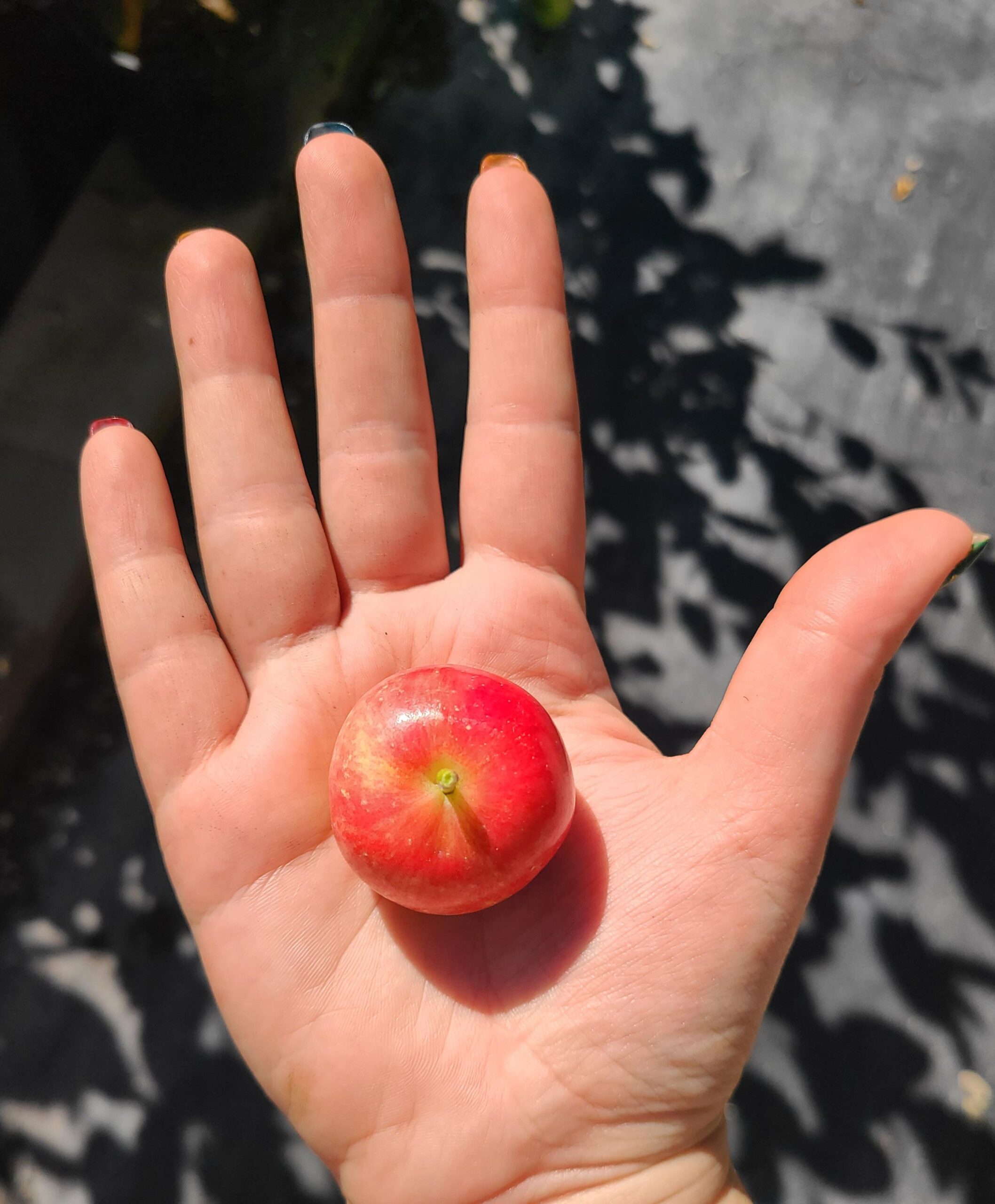 Rescue Crabapple (fruit)