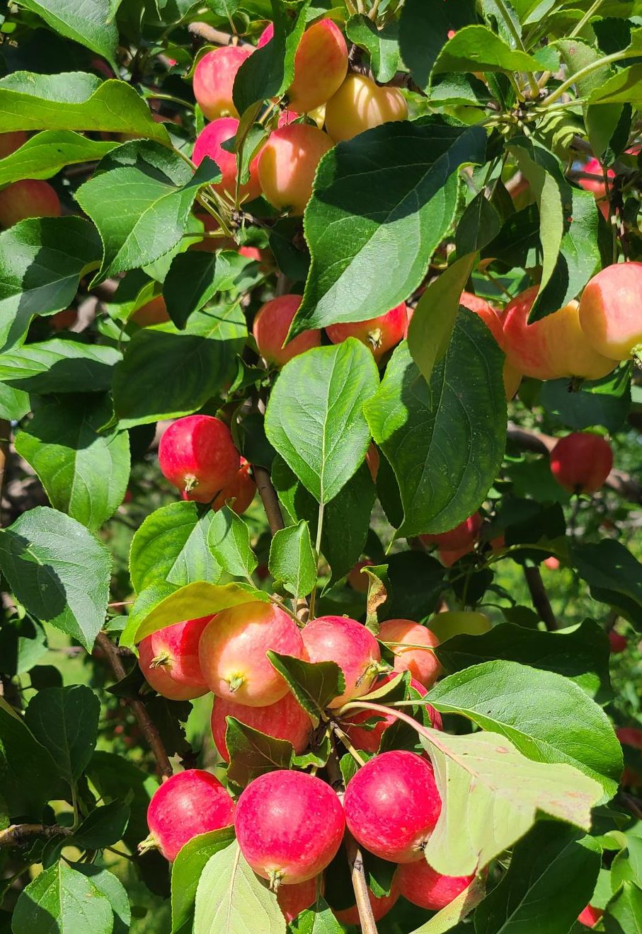 Rescue Crabapple Fruit (close Up) Falk Nurseries