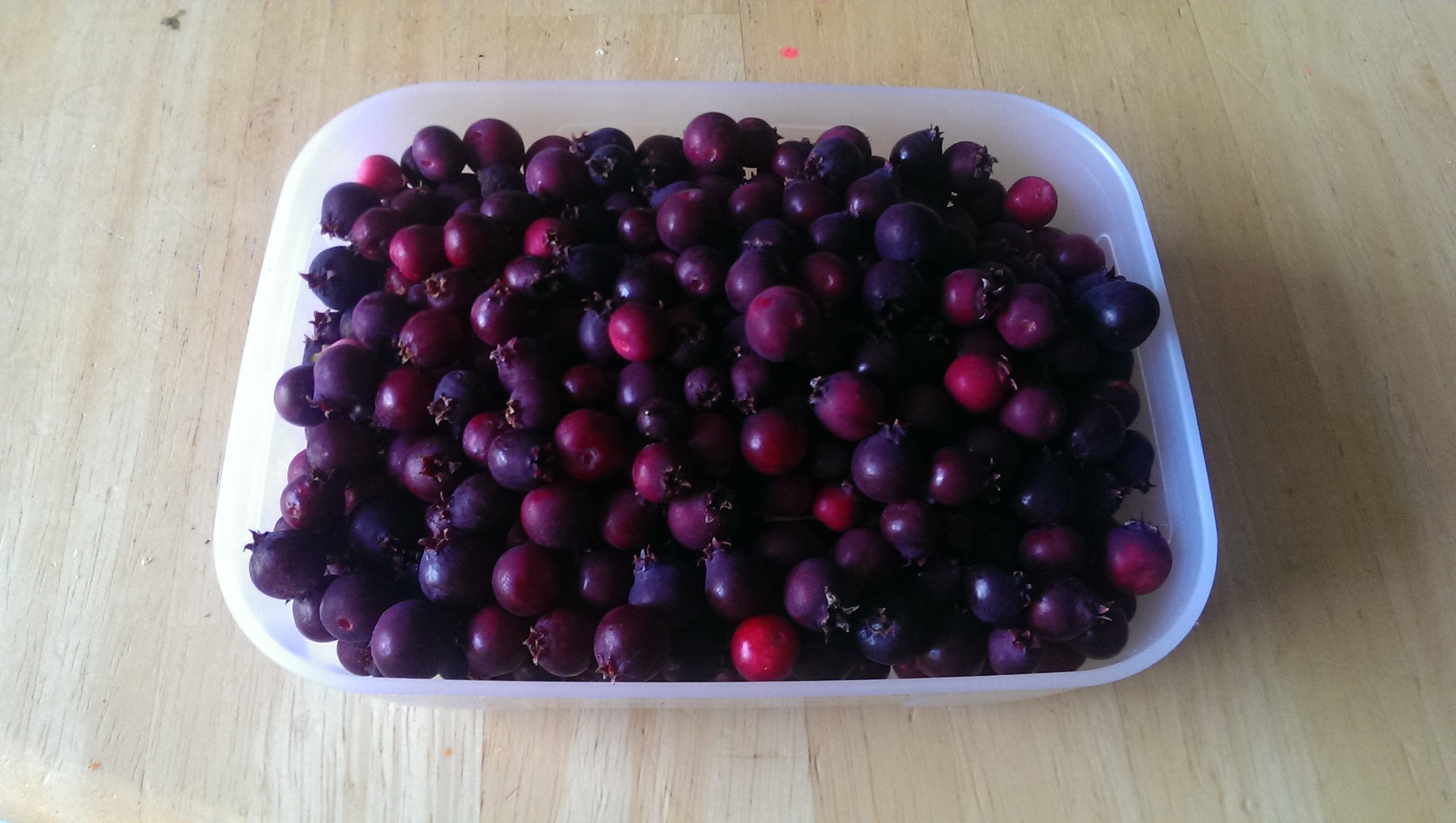 Saskatoons Falk Nurseries