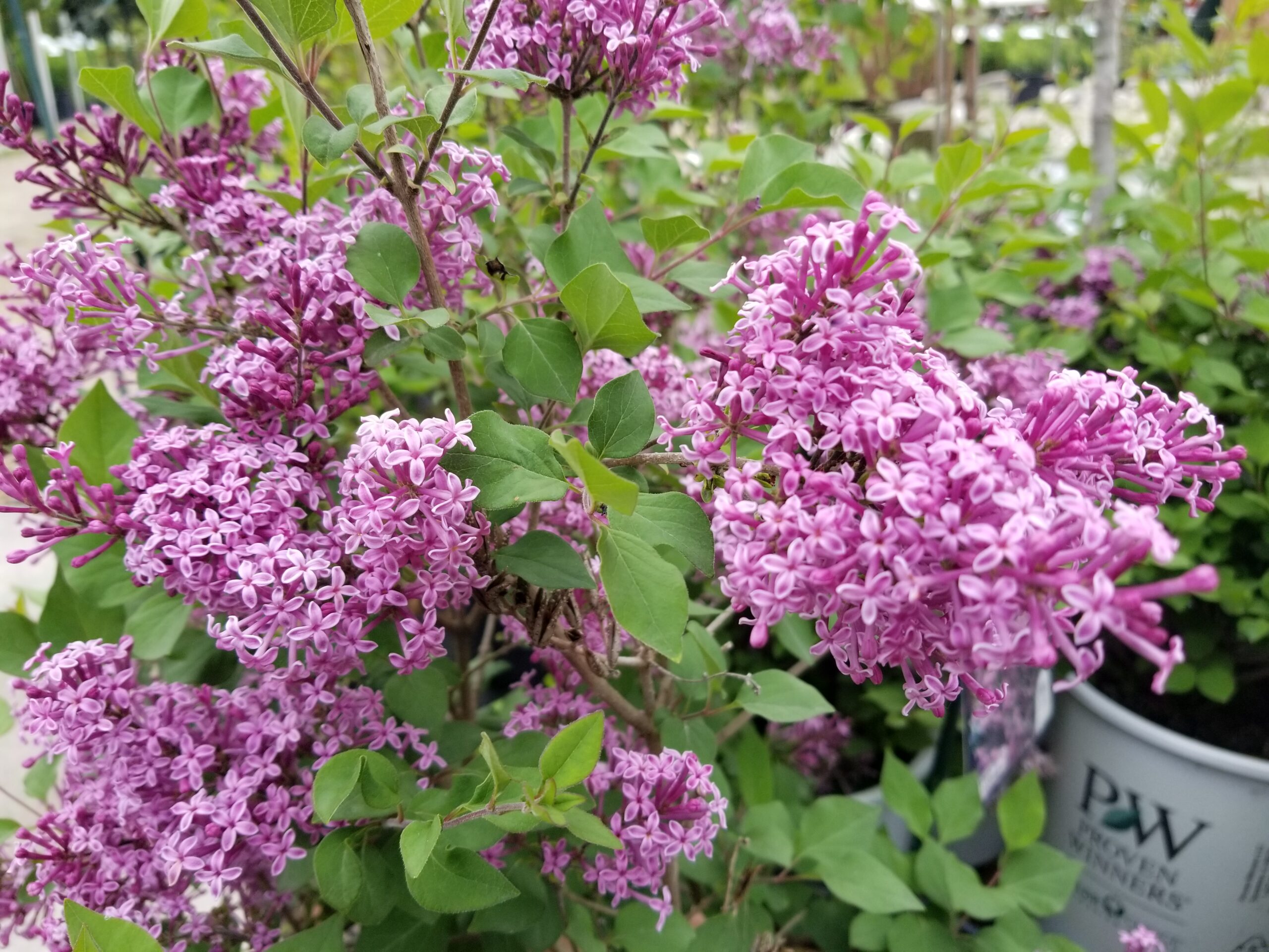 Bloomerang Dark Purple Lilac