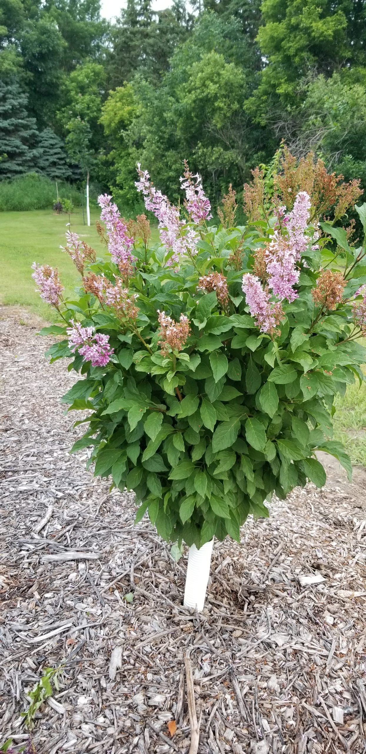 Charisma Lilac Treeform