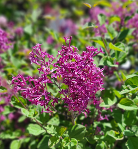 Dark Purple Bloomerang Lilac Edited