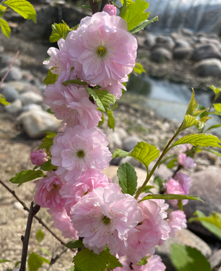 Double Flowering Plum Edited