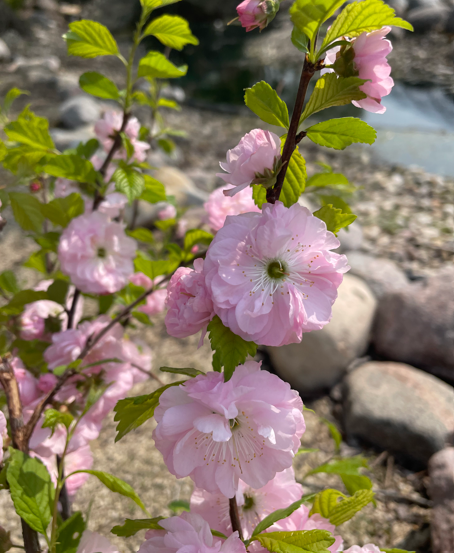 Double Flowering Plum Edited 2