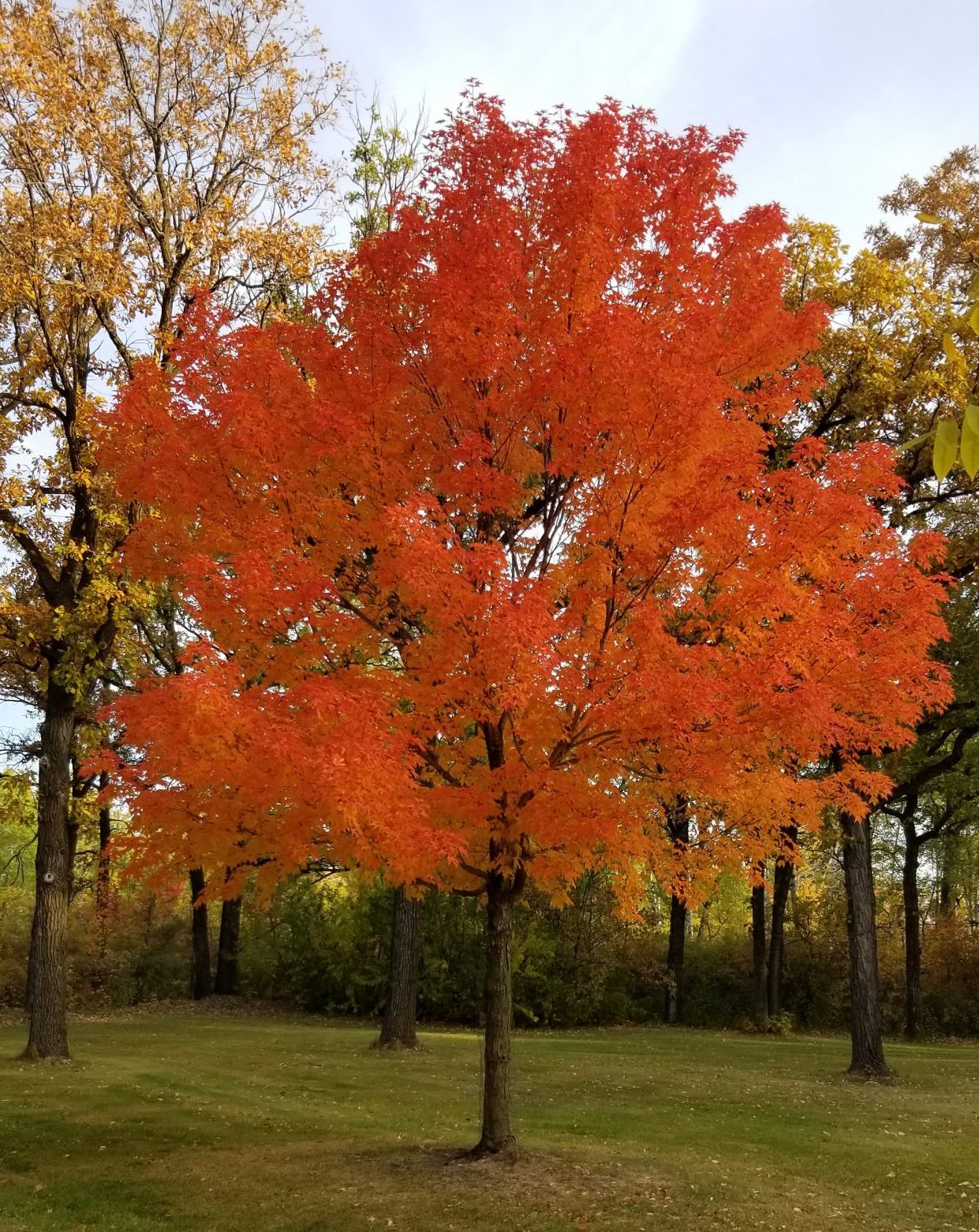 Maple Sugar Katrina's Yard