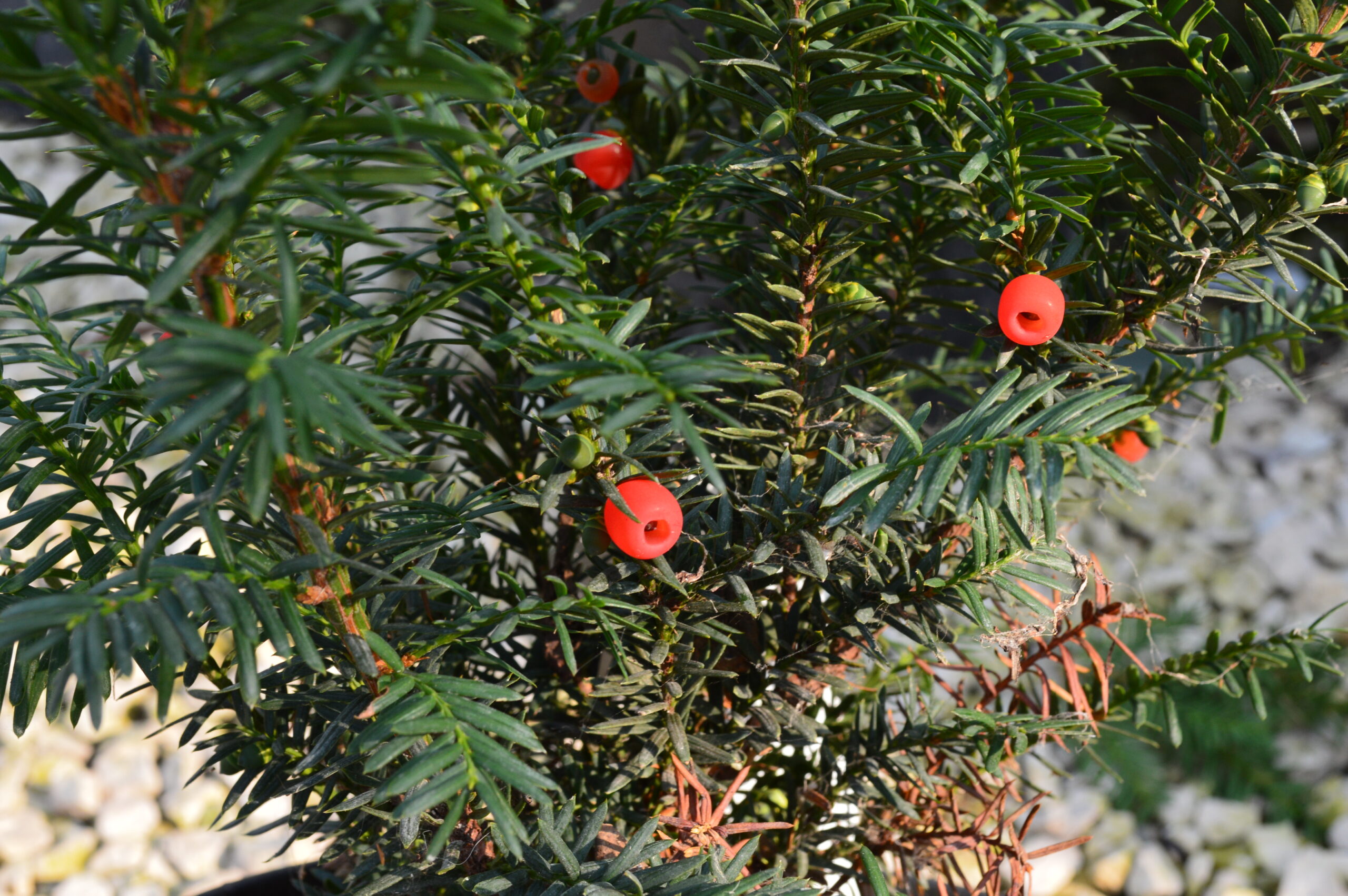 Morden Yew (berries)
