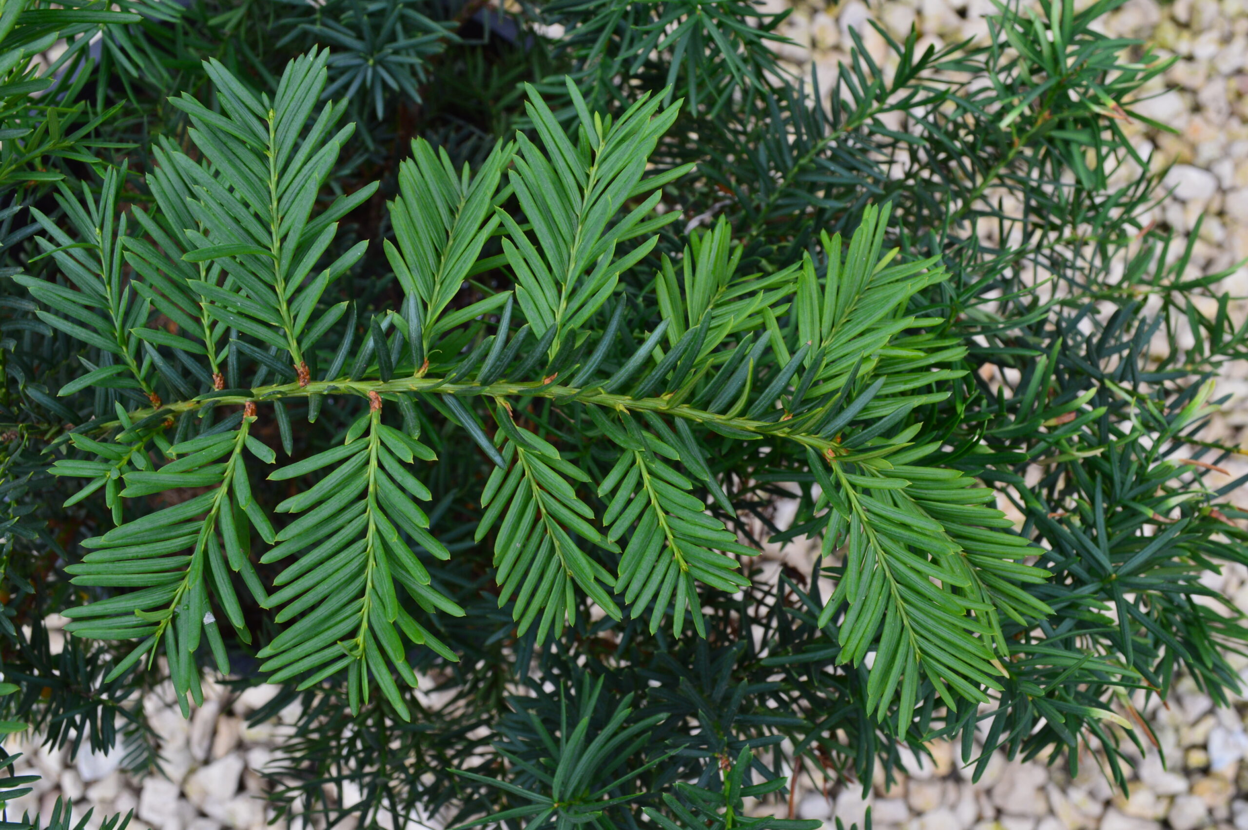 Morden Yew (foliage)