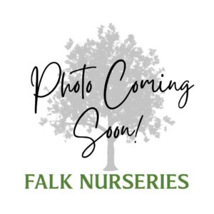 Photo Coming Soon! (tree)