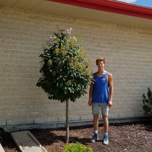 Minuet Lilac Treeform (with Noah)