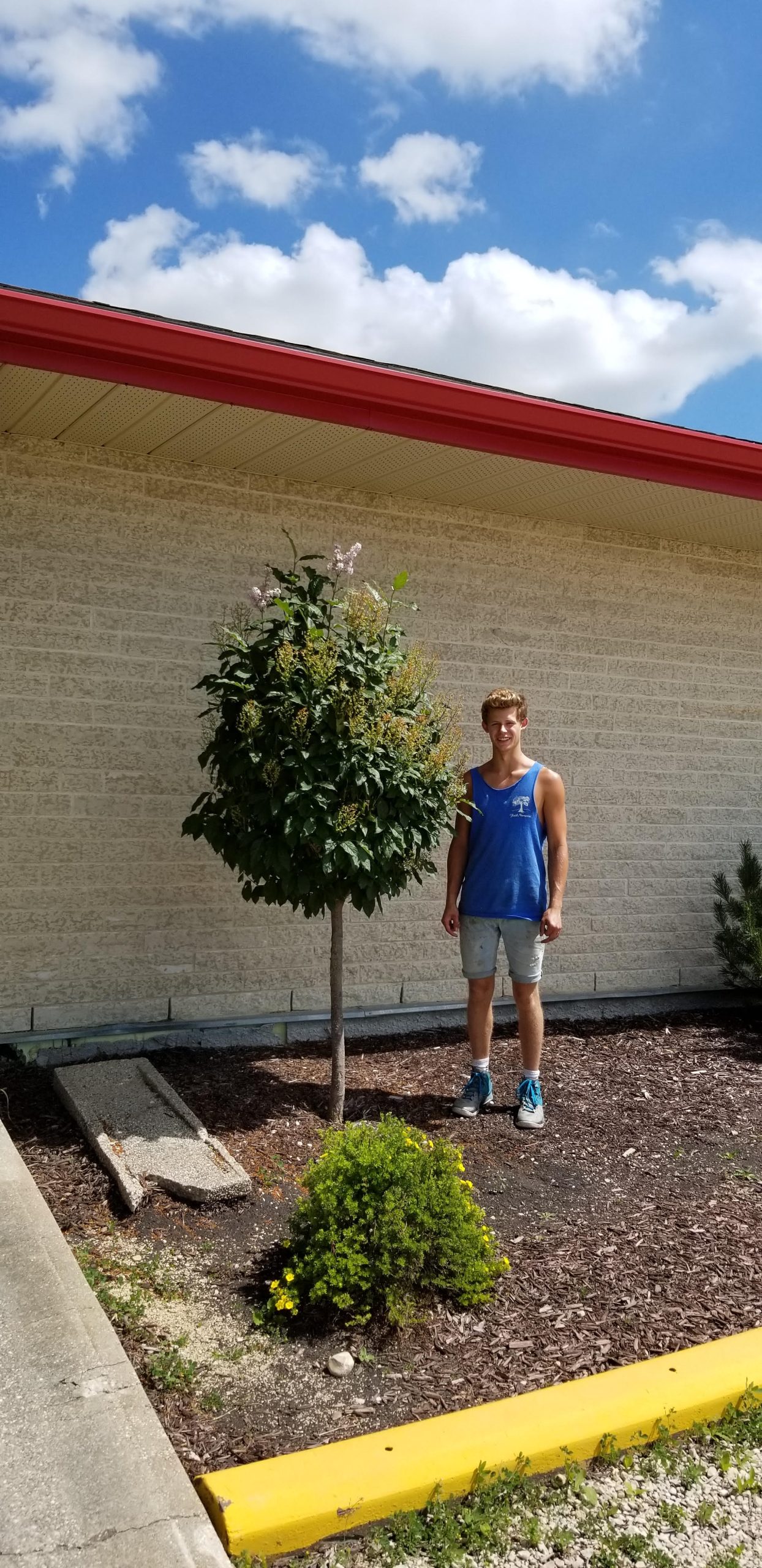 Minuet Lilac Treeform (with Noah)