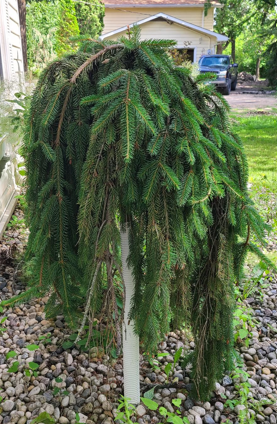 Weeping Norway Spruce Edited