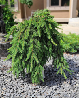 Weeping Norway Spruce Edited 2