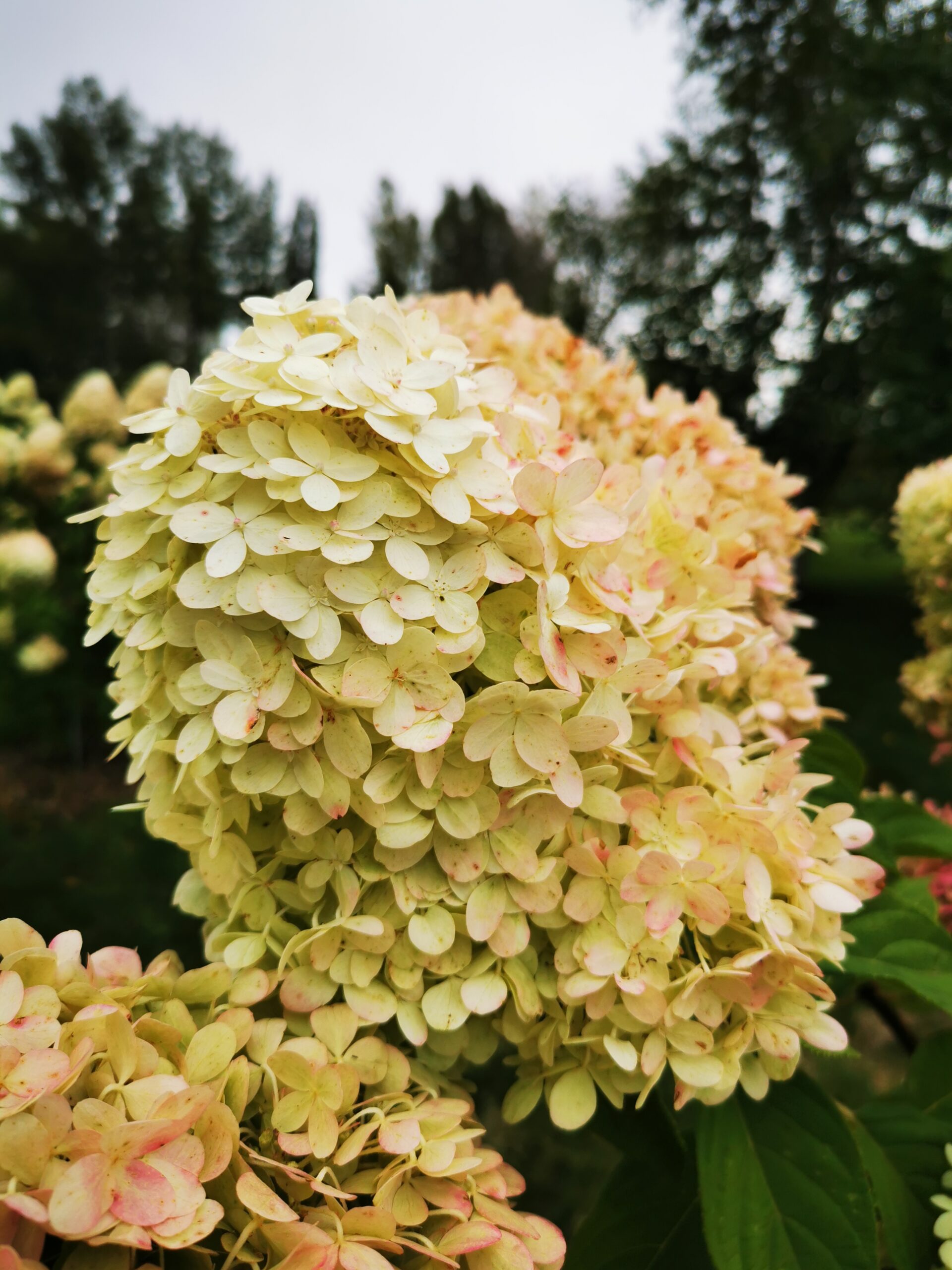 Phantom Hydrangea