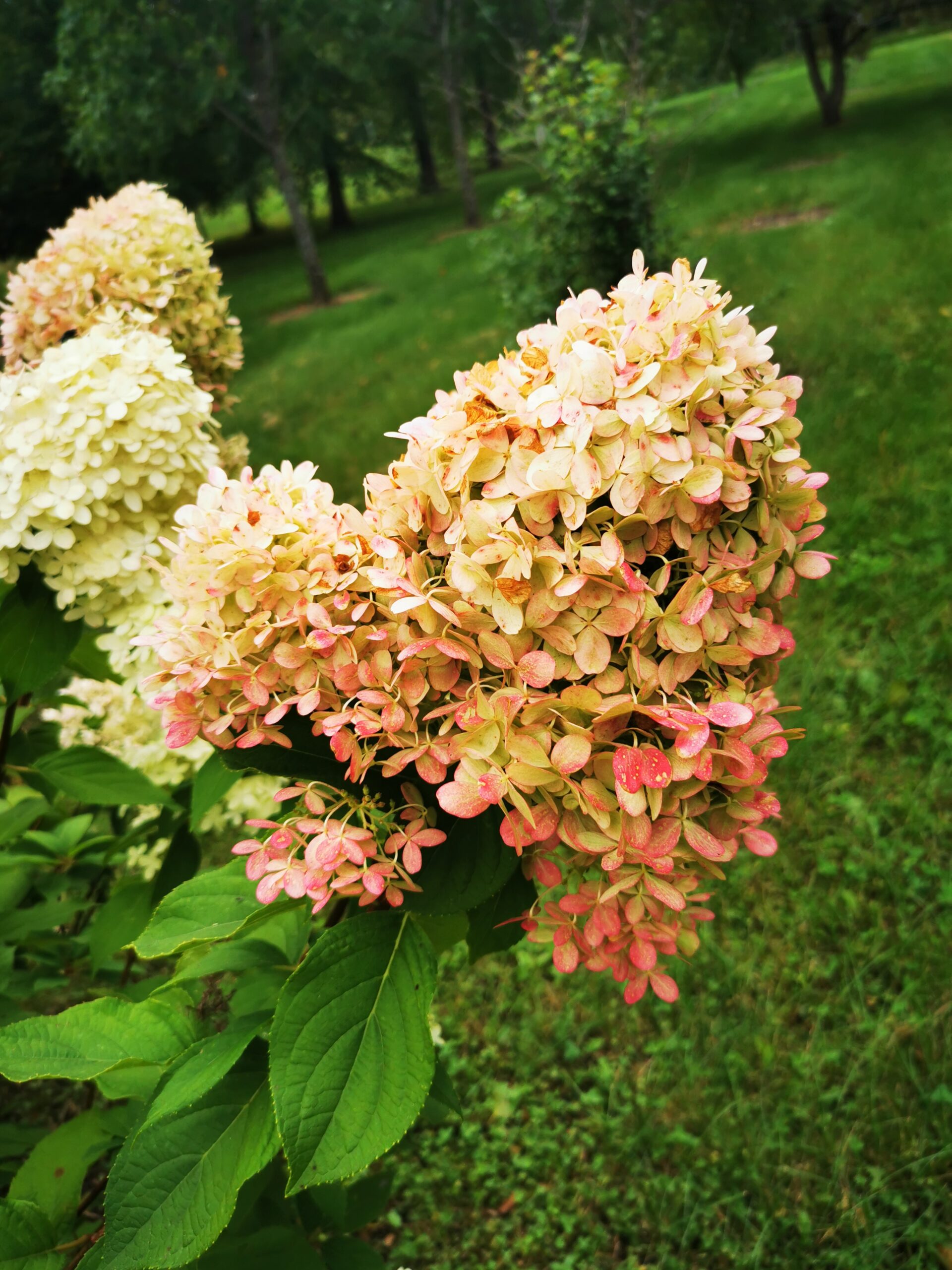 Phantom Hydrangea (1)