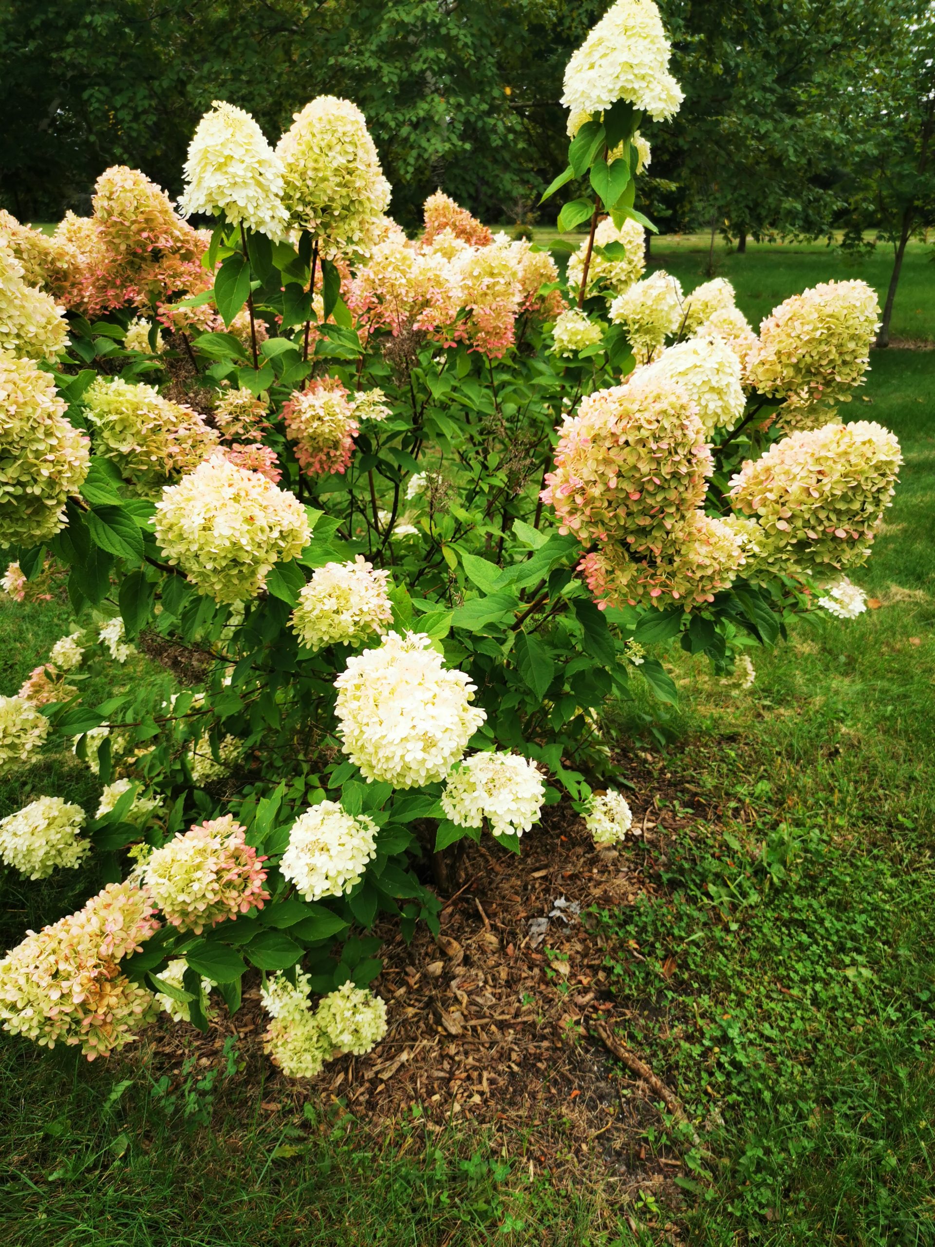 Phantom Hydrangea (established)