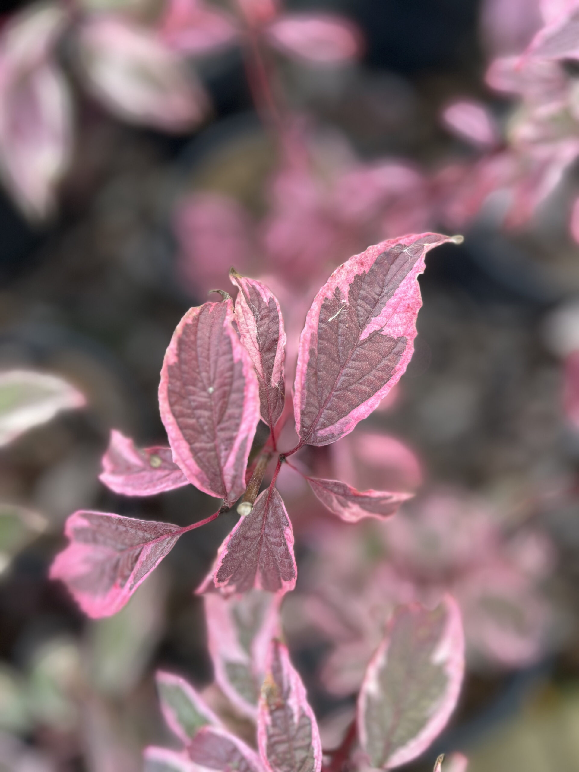 Siberian Vareigated Dogwood (fall Colour)