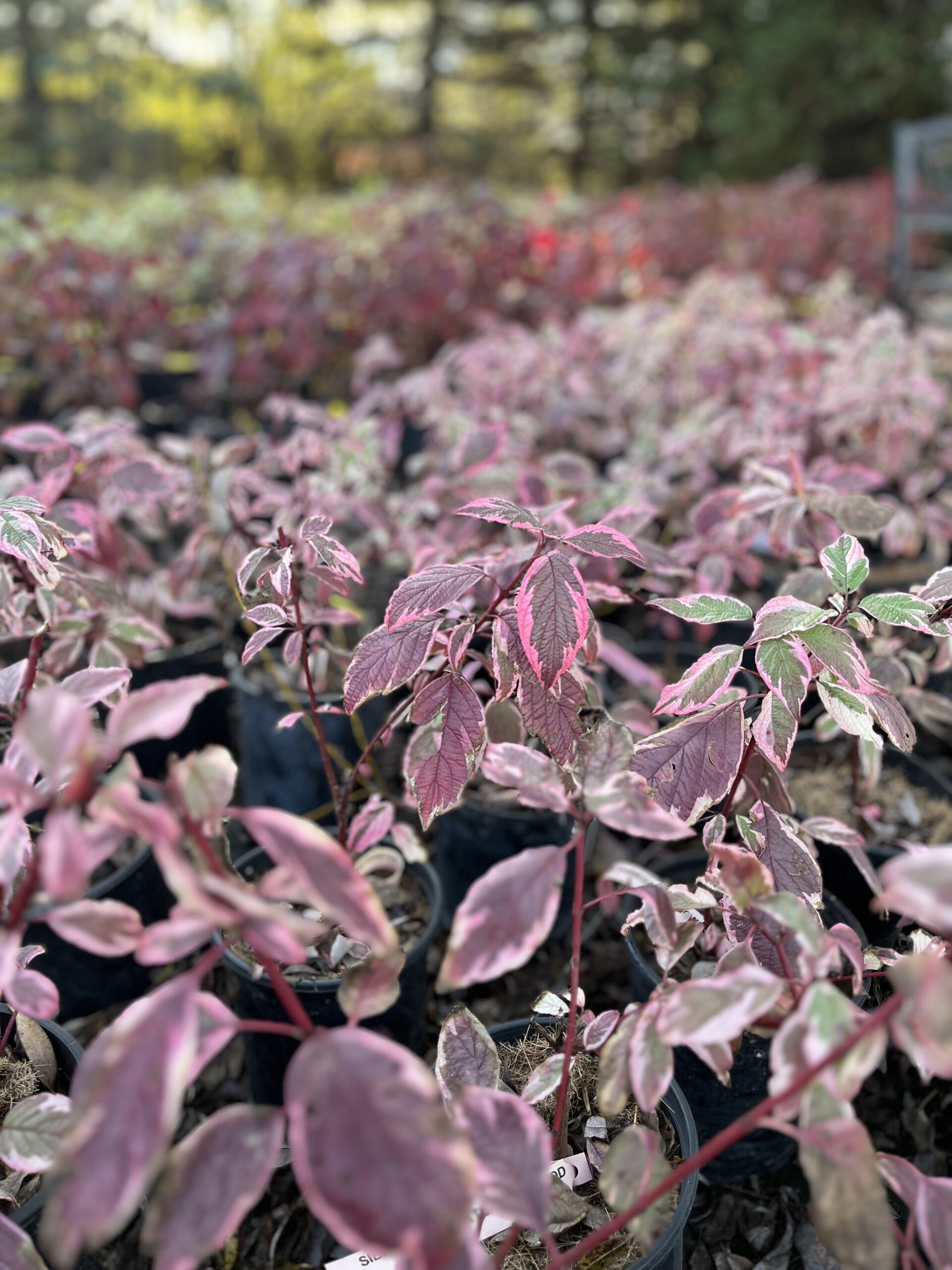 Siberian Vareigated Dogwood (fall Colour)
