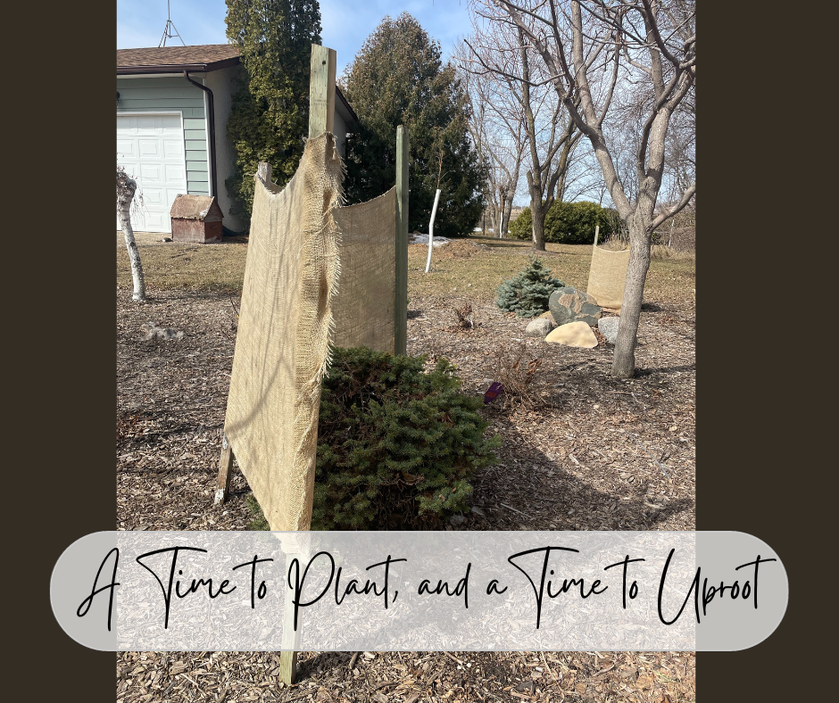 A Time To Plant, And A Time To Uproot