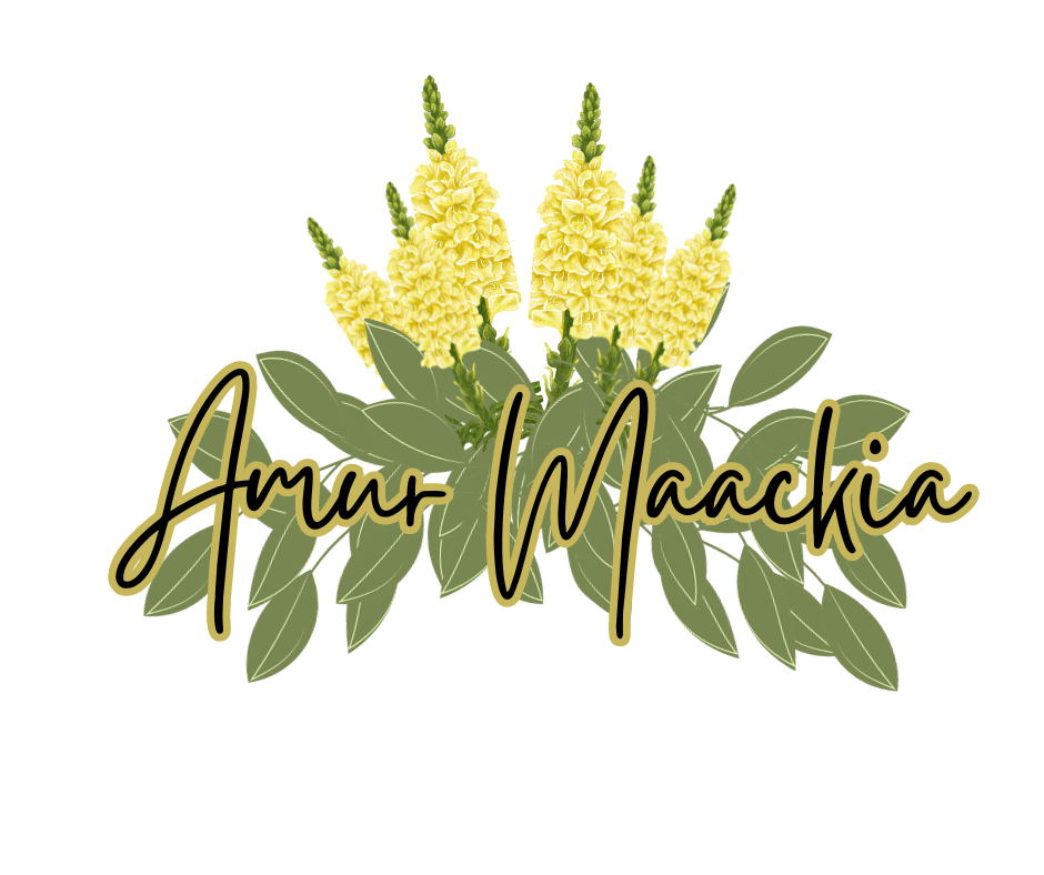 Amur Maackia Blog Photo