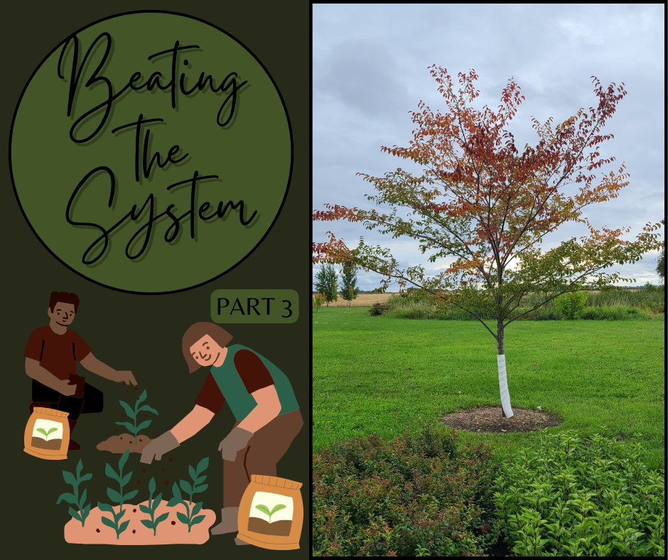 Beating The System Part 3