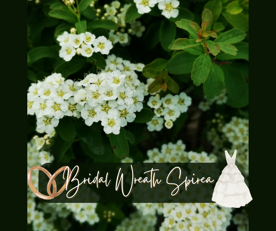 Bridal Wreath Spirea Blog Photo