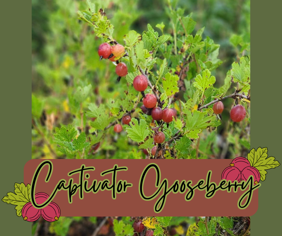 Captivator Gooseberry