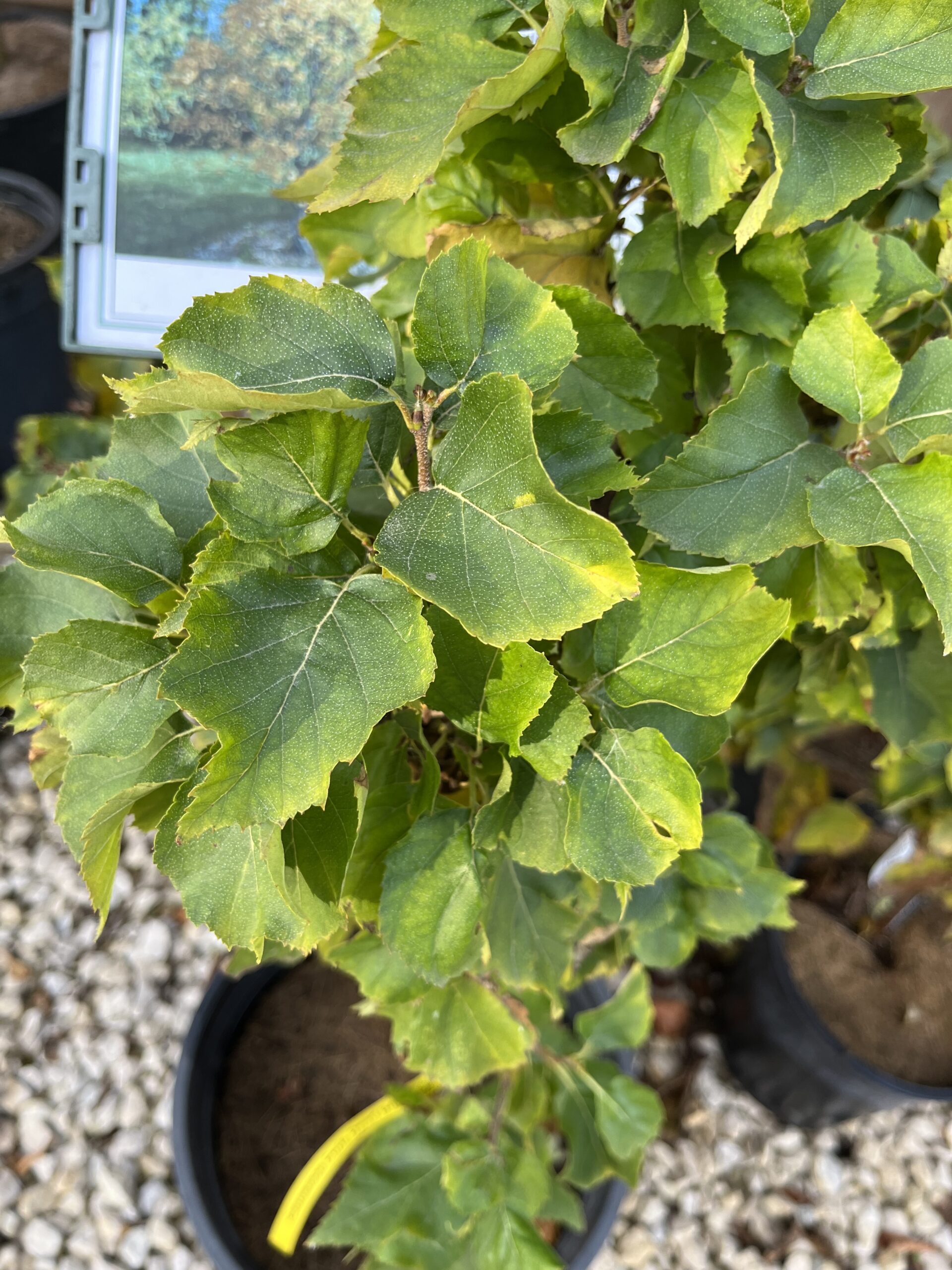 Cinnamon Curls Birch Foliage