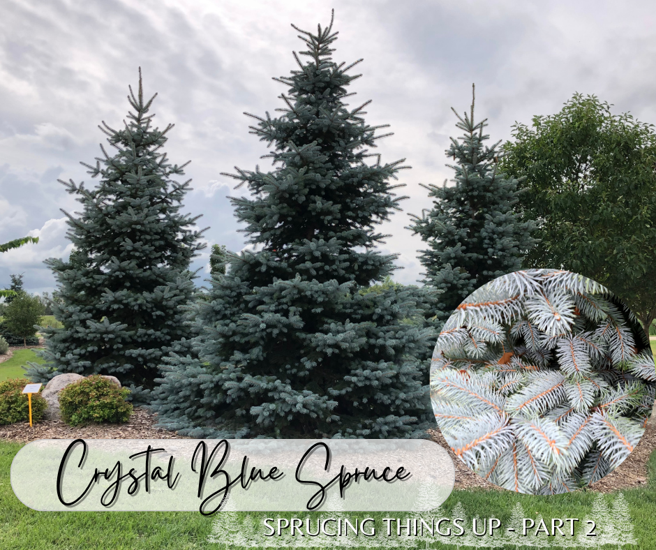 Crystal Blue Spruce Blog Photo
