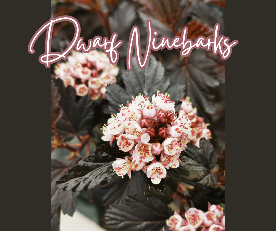 Dwarf Ninebarks